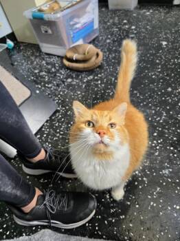 Marmalade -  Domestic Medium Hair Cat for Adoption in Lewisburg, Tennessee - Marmalade | PetCurious