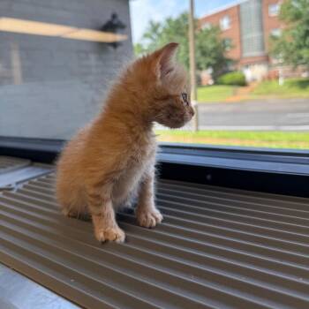 Domestic Short Hair Cats Available for Adoption in St. Louis, Missouri - Peaches | PetCurious
