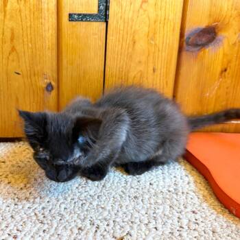 Murdock -  Domestic Medium Hair and Domestic Short Hair Cat for Adoption in Woodinville, Washington - Murdock | PetCurious