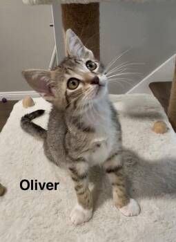 Oliver -  Tabby Cat for Adoption in Oakley, California - Oliver | PetCurious