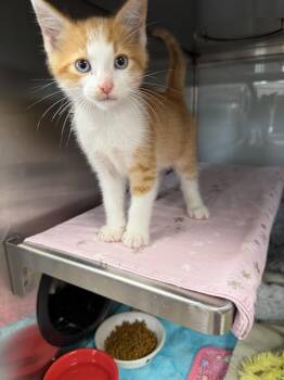 Olley -  Domestic Short Hair Cat for Adoption in Midland, Michigan - Olley | PetCurious
