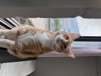 Rescue Domestic Short Hair Cats for Adoption in Elwood, New York - Sunny | PetCurious