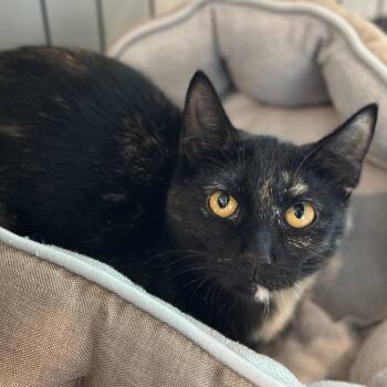 Sheba -  Domestic Short Hair Cat for Adoption in Matteson, Illinois - Sheba | PetCurious
