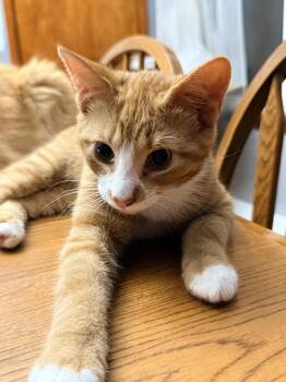 Dobby -  Domestic Short Hair Cat for Adoption - Dobby | PetCurious
