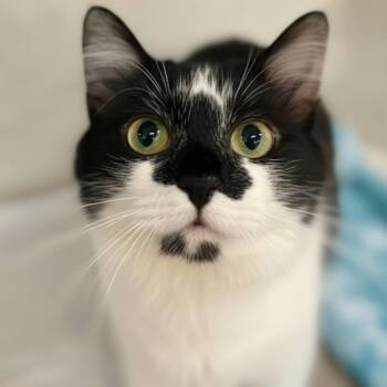 Justina -  Domestic Medium Hair Cat for Adoption in Blasdell, New York - Justina | PetCurious