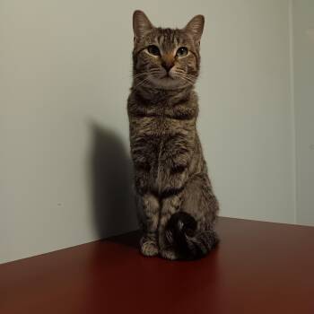 Berry -  Domestic Short Hair Cat Available for Adoption in Melrose, Massachusetts - Berry | PetCurious