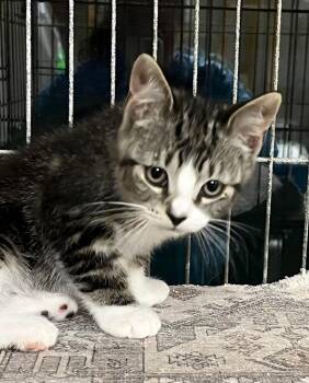 TORO -  Domestic Short Hair Cat for Adoption in Southbury, Connecticut - TORO | PetCurious