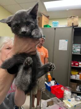 Bolt -  Domestic Short Hair Cat for Adoption in Meriden, Connecticut - Bolt | PetCurious