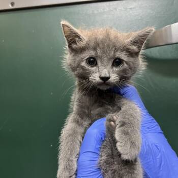 Domestic Short Hair Cats Available for Adoption in Pasadena, California - Pepsi | PetCurious