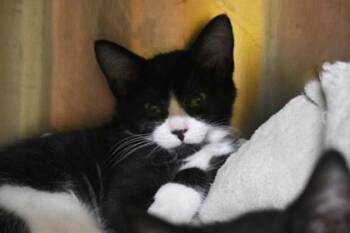 Jolly Rancher -  Domestic Short Hair Cat for Adoption in Kansas City, Missouri - Jolly Rancher | PetCurious