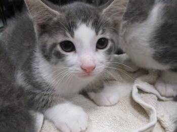 Domestic Short Hair Cats Available for Adoption in Ocala, Florida - MELMAN | PetCurious