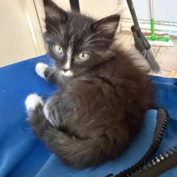 Zoro - Chino Hills Location **By Appointment** -  Domestic Long Hair Cat for Adoption in Chino Hills, California - Zoro - Chino Hills Location **By Appointment** | PetCurious