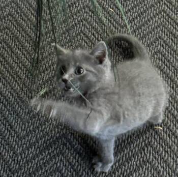 Tempo -  Domestic Short Hair Cat Available for Adoption in Virginia Beach, Virginia - Tempo | PetCurious
