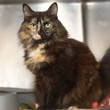 Momo -  Domestic Long Hair Cat for Adoption in Evansville, Indiana - Momo | PetCurious