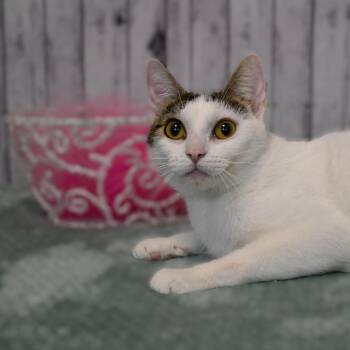 Shauna -  Domestic Short Hair Cat for Adoption in Roanoke, Texas - Shauna | PetCurious