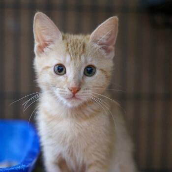 Dragonfruit -  Domestic Short Hair Cat for Adoption in Bradenton, Florida - Dragonfruit | PetCurious