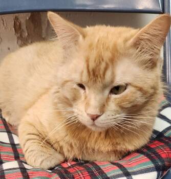 Domestic Short Hair Cats Available for Adoption in San Antonio, Texas - OJ (Orange Juice) | PetCurious