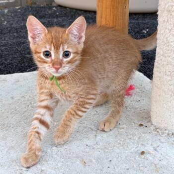 Greg -  Domestic Short Hair Cat for Adoption in Pleasanton, California - Greg | PetCurious