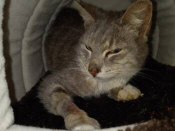 Ashley -  Domestic Short Hair Cat for Adoption in Camp Hill, Pennsylvania - Ashley | PetCurious