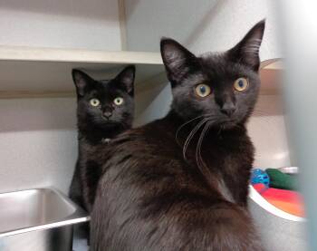 BLAKE & BENNETT -  Domestic Short Hair Cat for Adoption in Delhi, New York - BLAKE & BENNETT | PetCurious