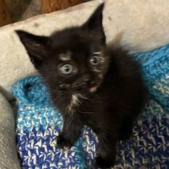 Beta -  Domestic Short Hair Cat for Adoption in Cumming, Georgia - Beta | PetCurious