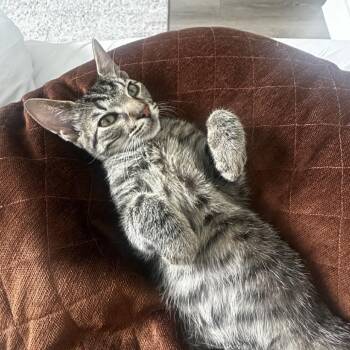 Domestic Short Hair Cats Available for Adoption in Salt Lake City, Utah - Grasshopper | PetCurious