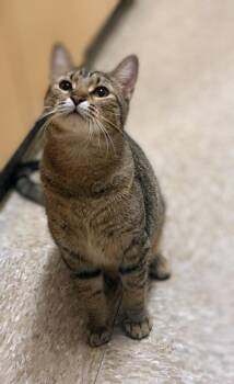 Bowie -  Tabby Cat for Adoption in Pearland, Texas - Bowie | PetCurious