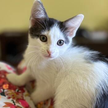 Rescue Domestic Short Hair Cats for Adoption in Norwalk, Connecticut - Vivi | PetCurious