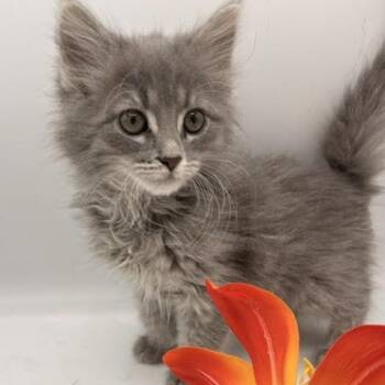 Domestic Long Hair Cats Available for Adoption in Springfield, Missouri - Tomato | PetCurious