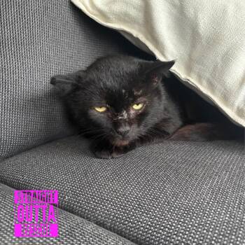 Sheepie -  Domestic Short Hair Cat for Adoption in Vancouver, British Columbia - Sheepie | PetCurious