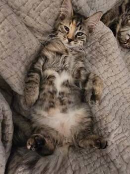 Pixie -  Domestic Medium Hair Cat for Adoption in Chicago, Illinois - Pixie | PetCurious