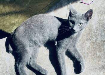 Biscuit -  Domestic Short Hair Cat Available for Adoption in Rixeyville, Virginia - Biscuit | PetCurious