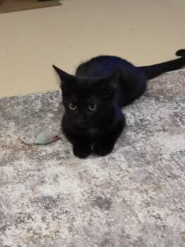 Stevie -  Domestic Short Hair Cat for Adoption in Hamilton, Ontario - Stevie | PetCurious