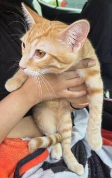 SEATON -  Domestic Short Hair Cat for Adoption in San Antonio, Texas - SEATON | PetCurious