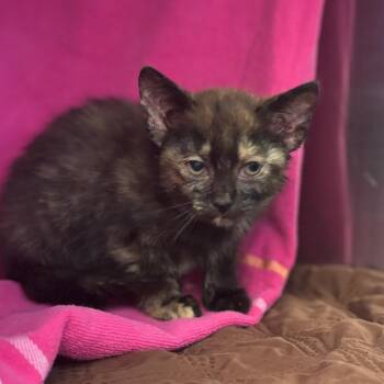 Alexis -  Domestic Short Hair Cat for Adoption in Nashville, Indiana - Alexis | PetCurious