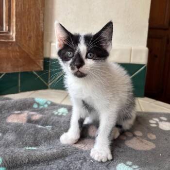 Oliver Bloom -  Tuxedo and Domestic Short Hair Cat for Adoption in Friendswood, Texas - Oliver Bloom | PetCurious