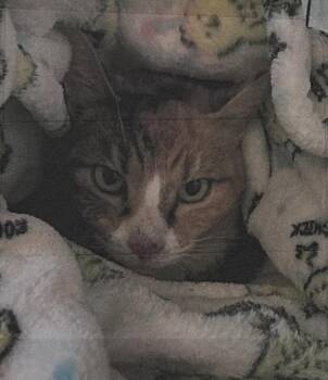 JoJo Freeport -  Calico Cat for Adoption in Westbury, New York - JoJo Freeport | PetCurious