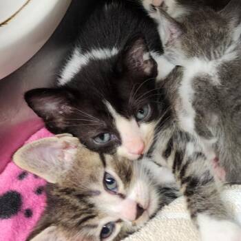 Domestic Medium Hair Cats Available for Adoption in Evensville, Tennessee - Loki | PetCurious
