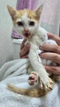 Fluffer Nutter -  Domestic Short Hair Cat for Adoption in Pine Grove, Pennsylvania - Fluffer Nutter | PetCurious