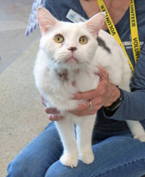 Rescue Domestic Short Hair Cats for Adoption in Fishers, Indiana - Gordon Ramsey (in Foster) | PetCurious