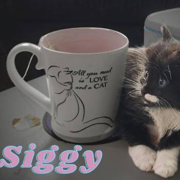 Siggy -  Domestic Medium Hair Cat for Adoption in Cumming, Georgia - Siggy | PetCurious