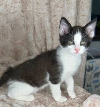 Rescue Domestic Short Hair Cats for Adoption in Fort Worth, Texas - Cairo (pre Adopt) | PetCurious