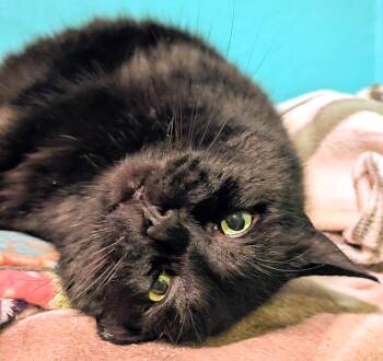 Manx Cats Available for Adoption - Chester: Super Lovable Manx! | PetCurious