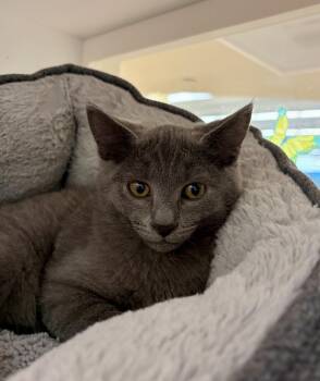 Ash (bonded with Smoke) -  Domestic Short Hair Cat for Adoption in Oakland, California - Ash (bonded With Smoke) | PetCurious