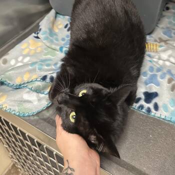 Domestic Short Hair Cats Available for Adoption in Titusville, Florida - Theo | PetCurious