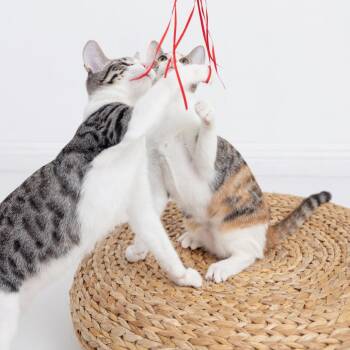 Wizard -  Domestic Short Hair Cat for Adoption in Los Angeles, California - Wizard | PetCurious