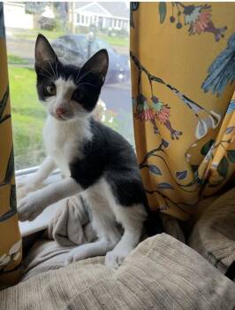 Acme Corporation: Wile E. Coyote -  Domestic Short Hair Cat for Adoption - Acme Corporation: Wile E. Coyote | PetCurious
