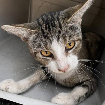 Finegan (625.26) -  Domestic Short Hair Cat for Adoption in Austin, Texas - Finegan (625.26) | PetCurious