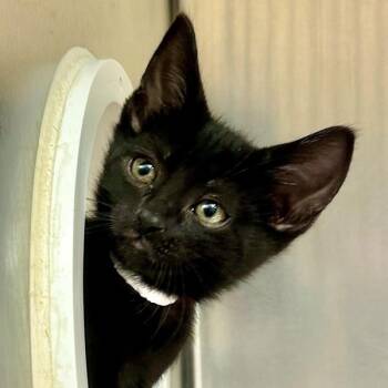 Domestic Short Hair Cats Available for Adoption in Walnut Creek, California - Tricorne | PetCurious