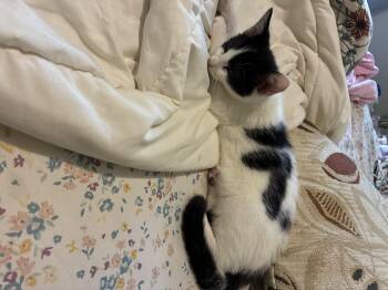 Domestic Short Hair Cats Available for Adoption in North Haven, Connecticut - Eloise | PetCurious